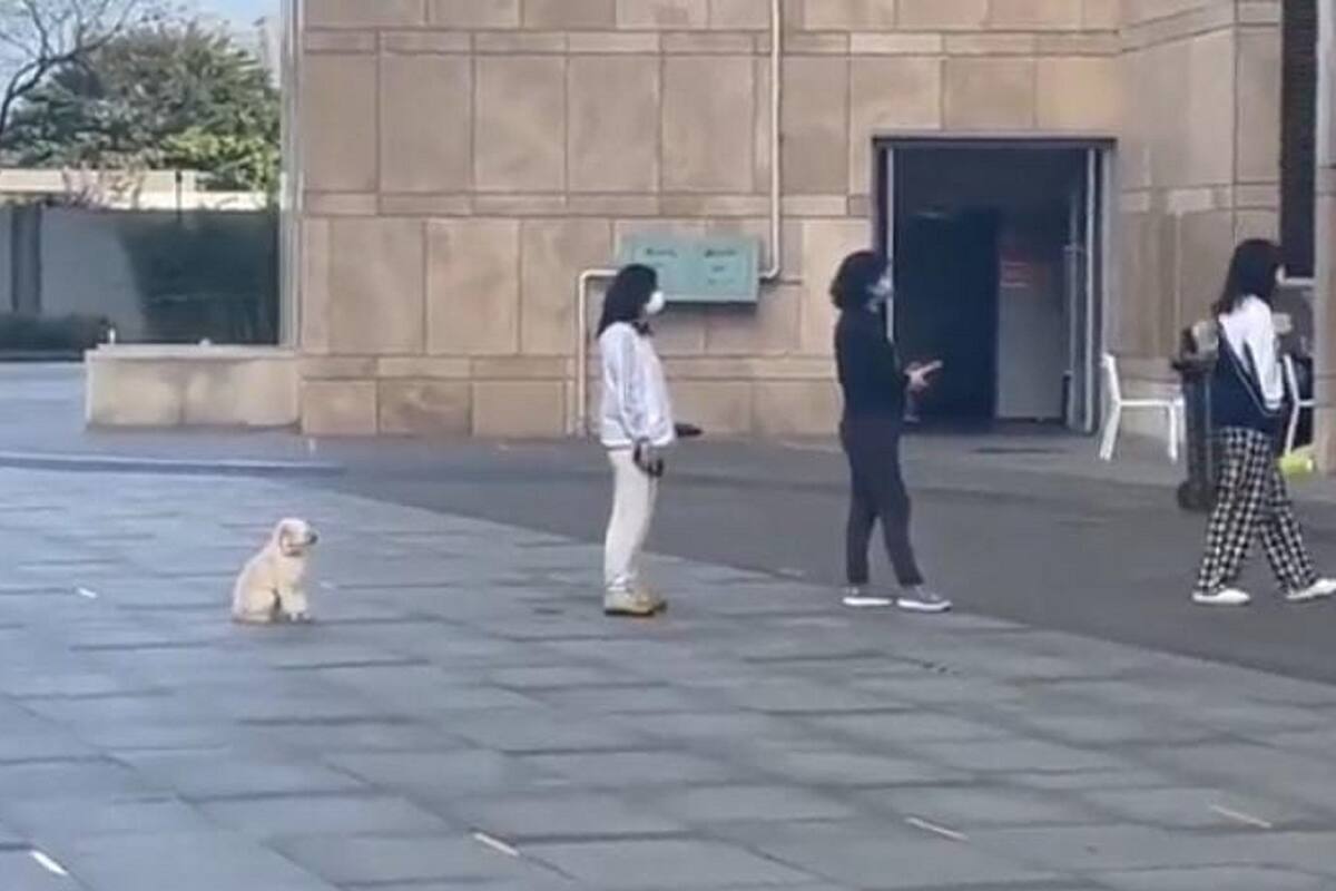 VIDEO VIRAL: Perrito causa sensación al hacer fila y respetar la distancia