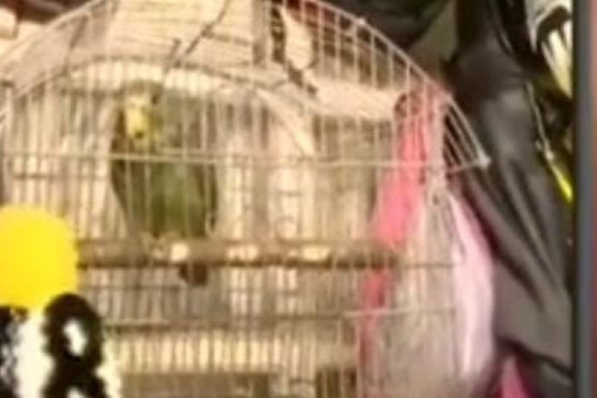 Perico se vuelve viral por su respuesta al ser entrevistado por un reportero