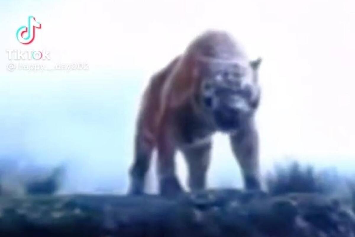 TikTok: Gato se enoja al ver rugir a tigre en un video