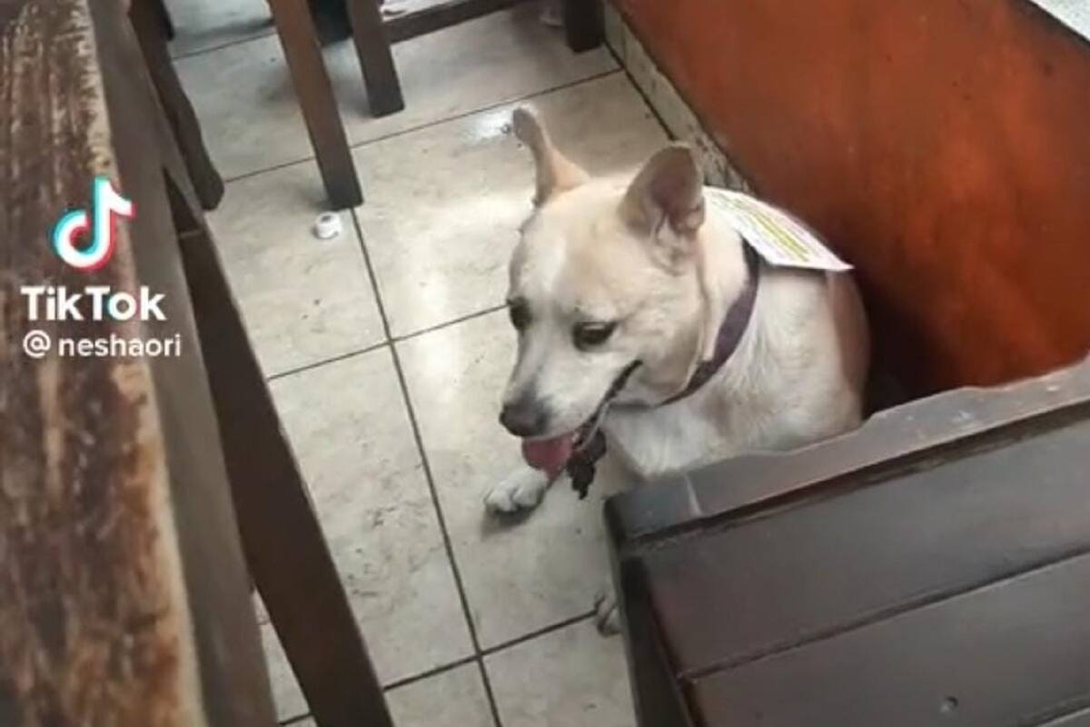 Captan a perrita con cartel colgado para que no le den comida: “No estoy embarazada, estoy gorda de tanto pedir”
