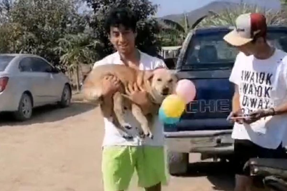 “Tiktoker” le regala a su papá una perrita de la calle y graba su reacción