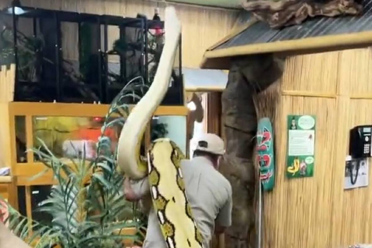 VIDEO VIRAL: Hombre camina cargando una impresionante anaconda de 6 metros