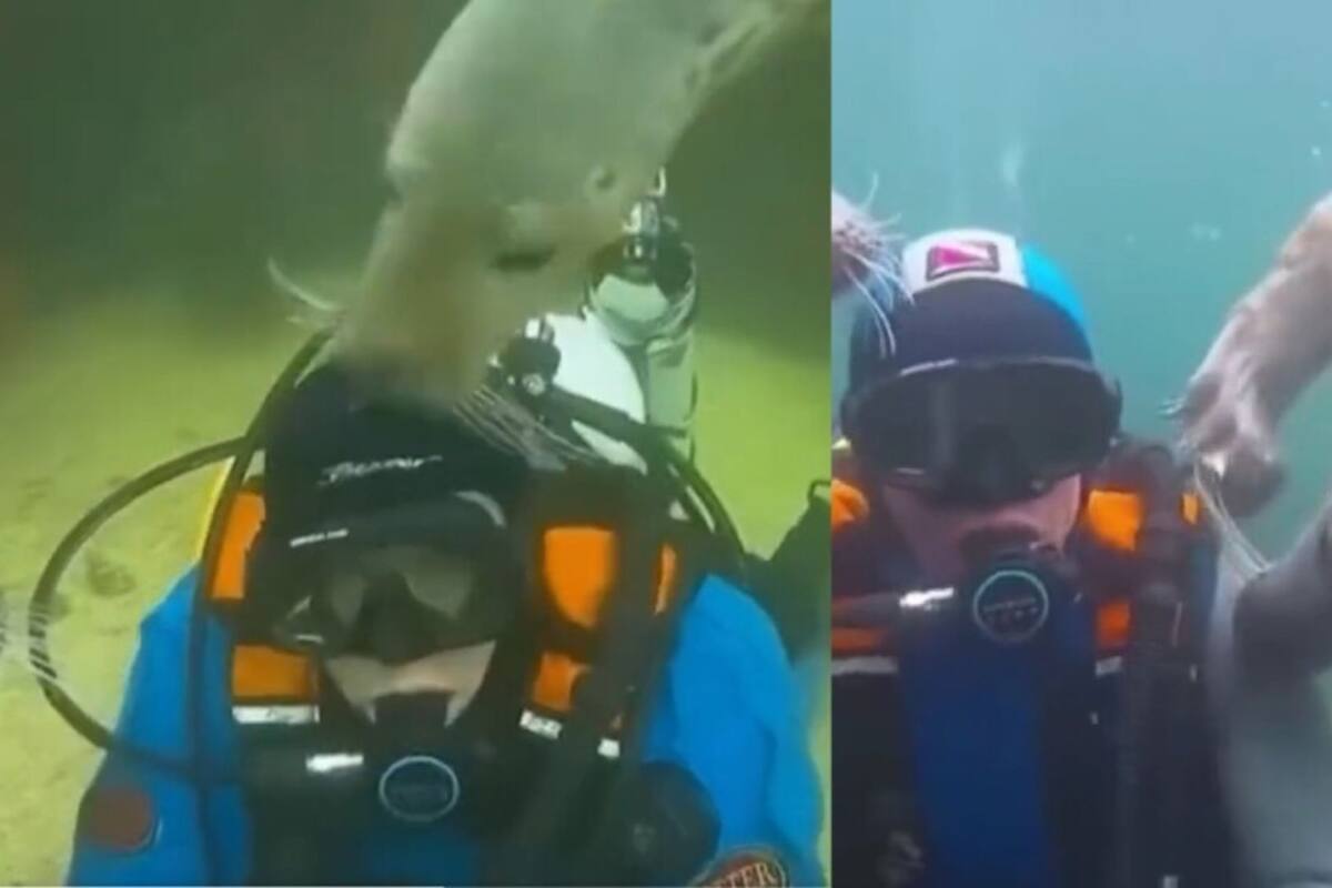 Reviven en redes el video de la foca que intenta salvar a un buzo