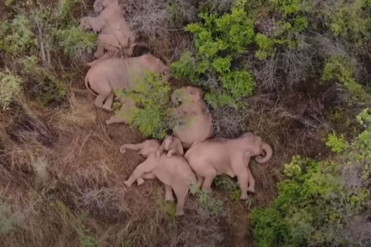 Manada de elefantes que vaga por China toma descanso tras caminar más de 500 kilómetros