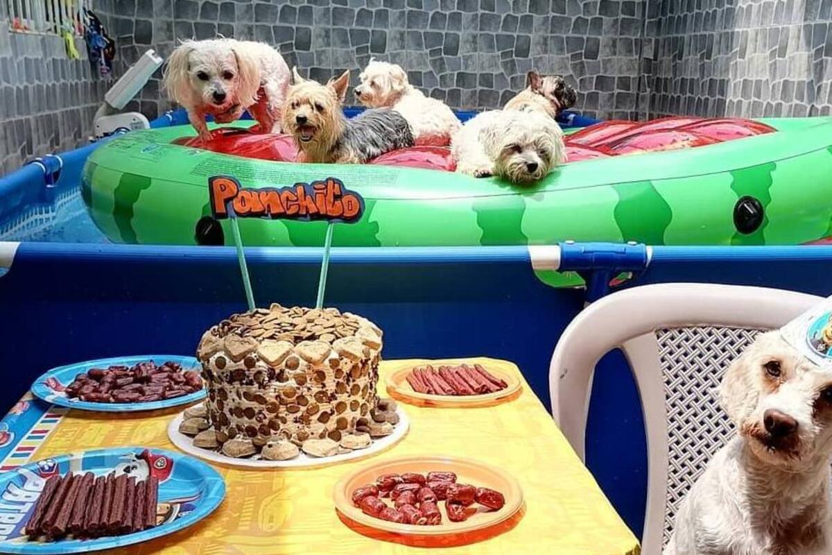 FOTOS: ¡Sobredosis de ternura! Fiesta de perritos se hace viral en redes sociales