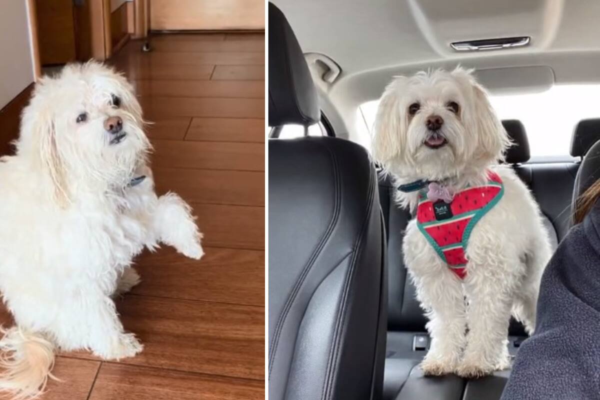 VIDEO VIRAL: Perrito finge estar enfermo de su patita para que lo saquen al parque