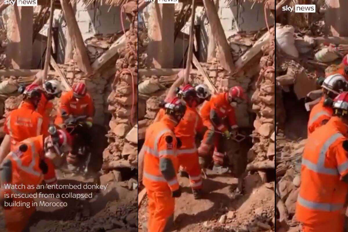 VIDEO: Rescatan a un burrito que estaba atrapado entre los escombros tras fuerte sismo en Marruecos
