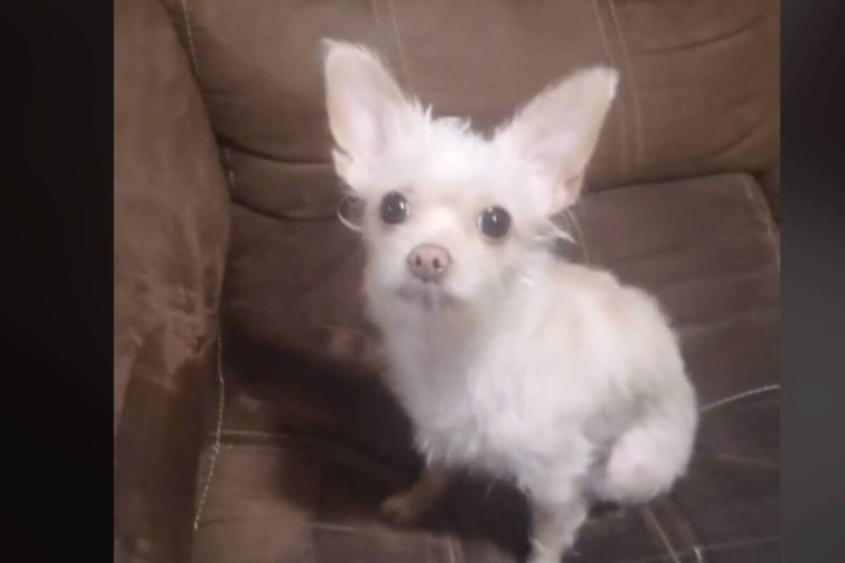 Cachorrita es acusada por su dueño en la perrera y su reacción te robará el corazón