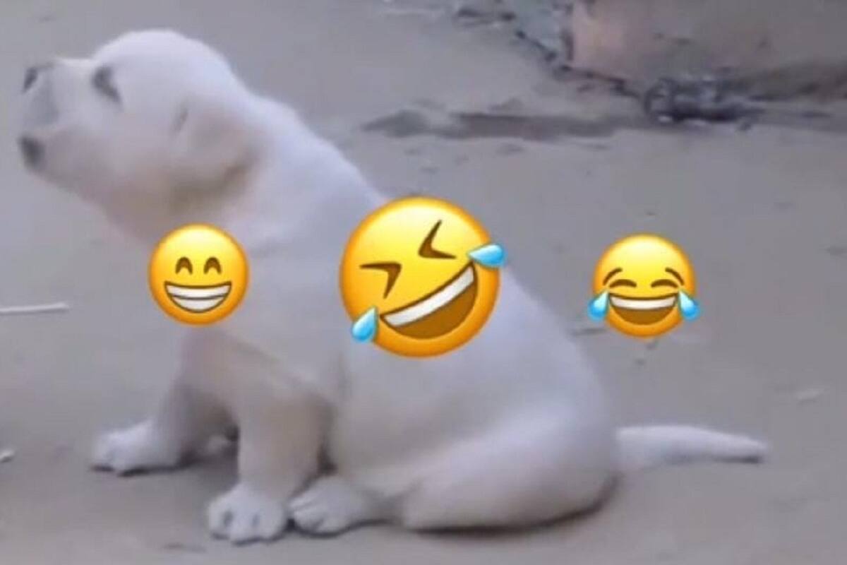 Perrito que se crió con gallos causa sensación en TikTok al cacarear