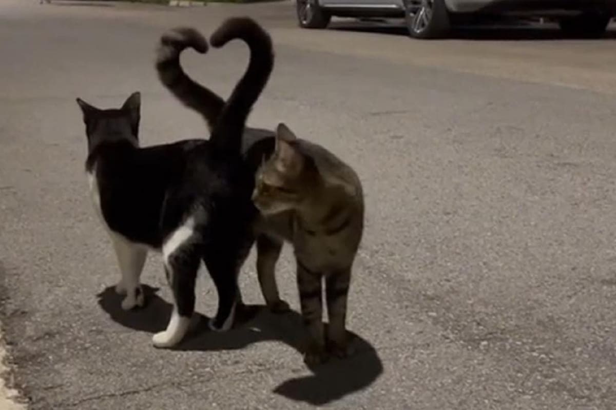 Gatitos forman un corazón con sus colas y causan sensación en TikTok