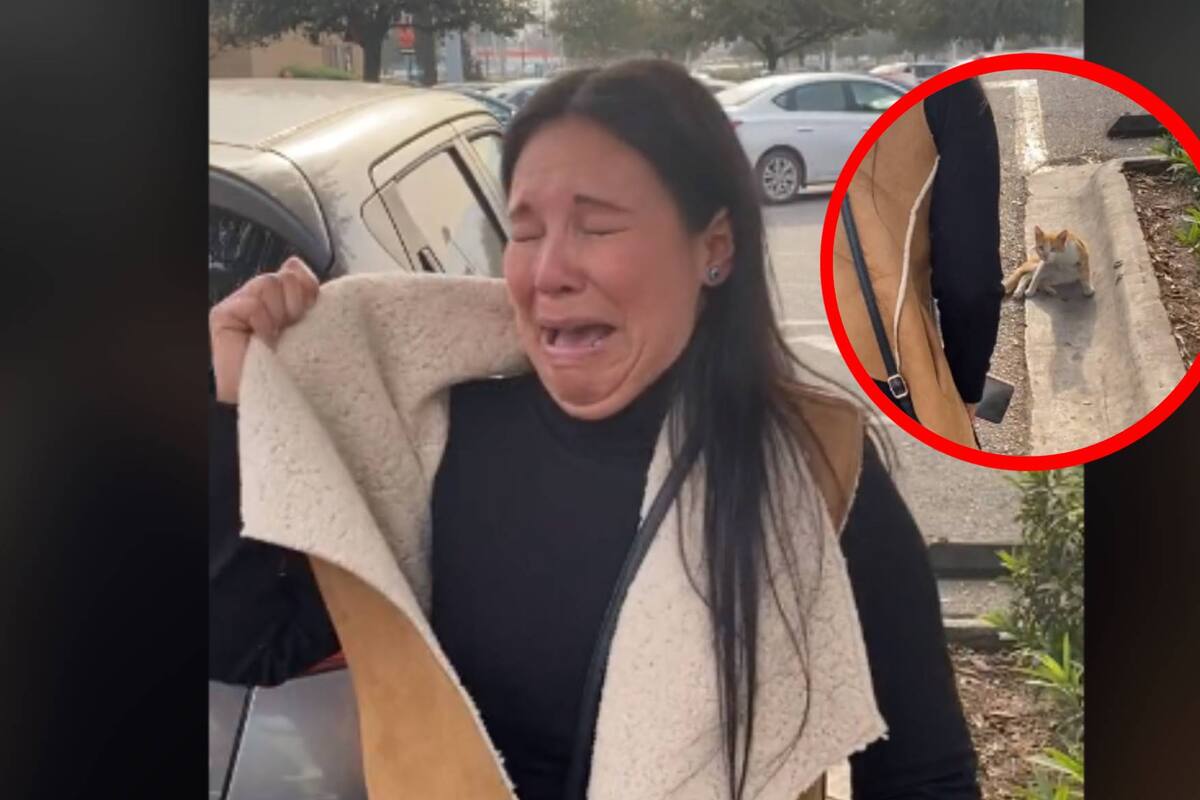 VIDEO: Mujer rompe en llanto por no poder rescatar a un gatito de la calle