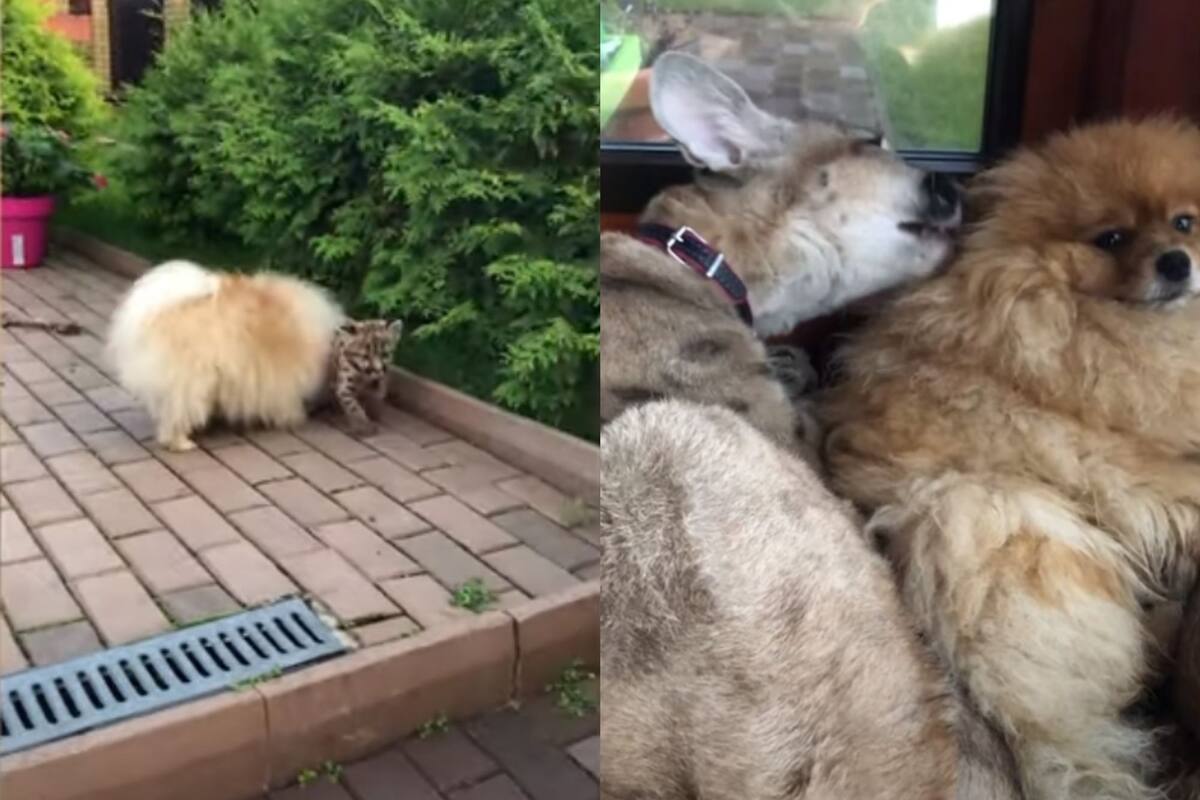 Perrito y puma son mejores amigos