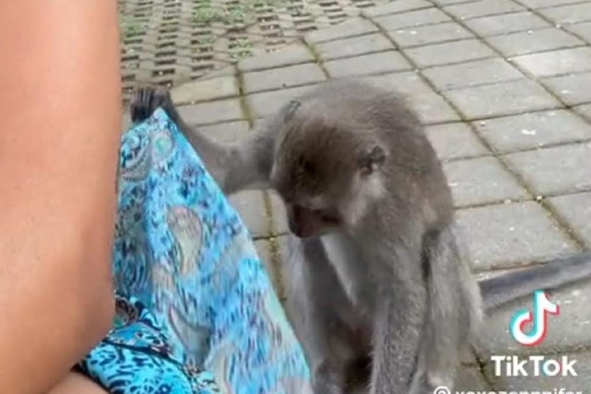 VIDEO VIRAL: Mono le levanta el vestido a una joven y mira por debajo