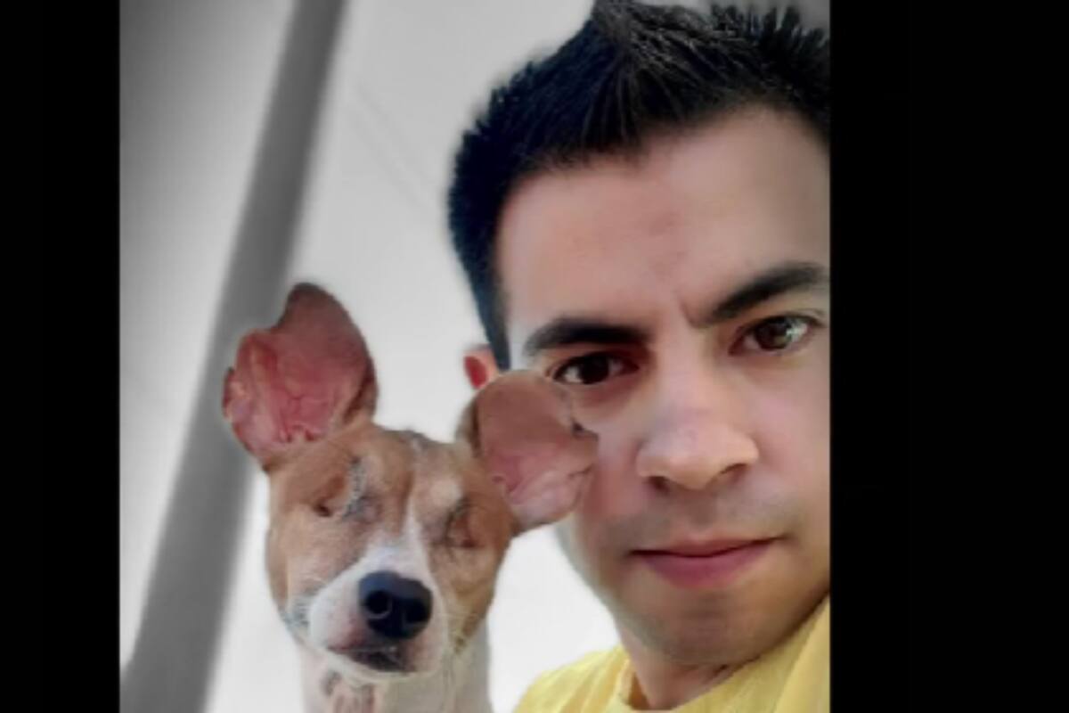 TikTok: Hombre rescata a una perrita sin ojos y le brinda una vida digna