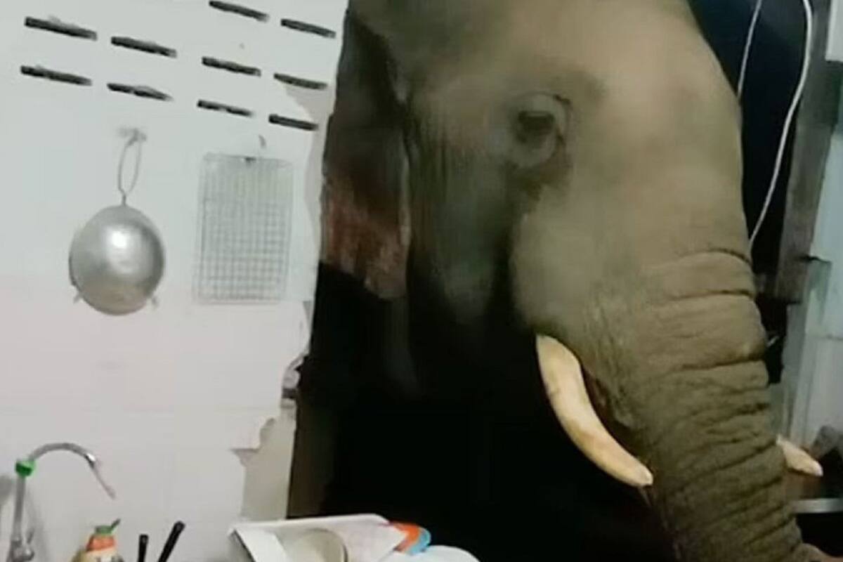 VIDEO VIRAL: Elefante rompe la pared de una casa en Tailandia para robar comida