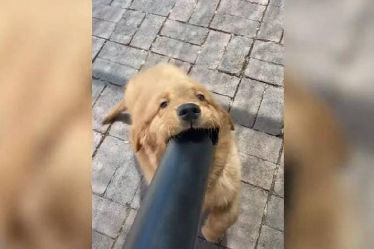 Este perrito causa sensación en redes sociales por su obsesión con la aspiradora