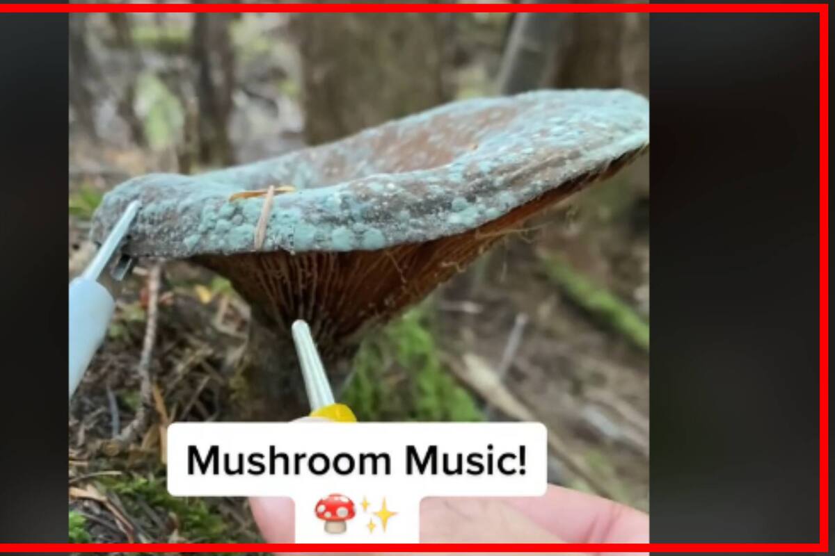 VIDEO: Sorprendente música emitida por hongos se vuelve viral en TikTok