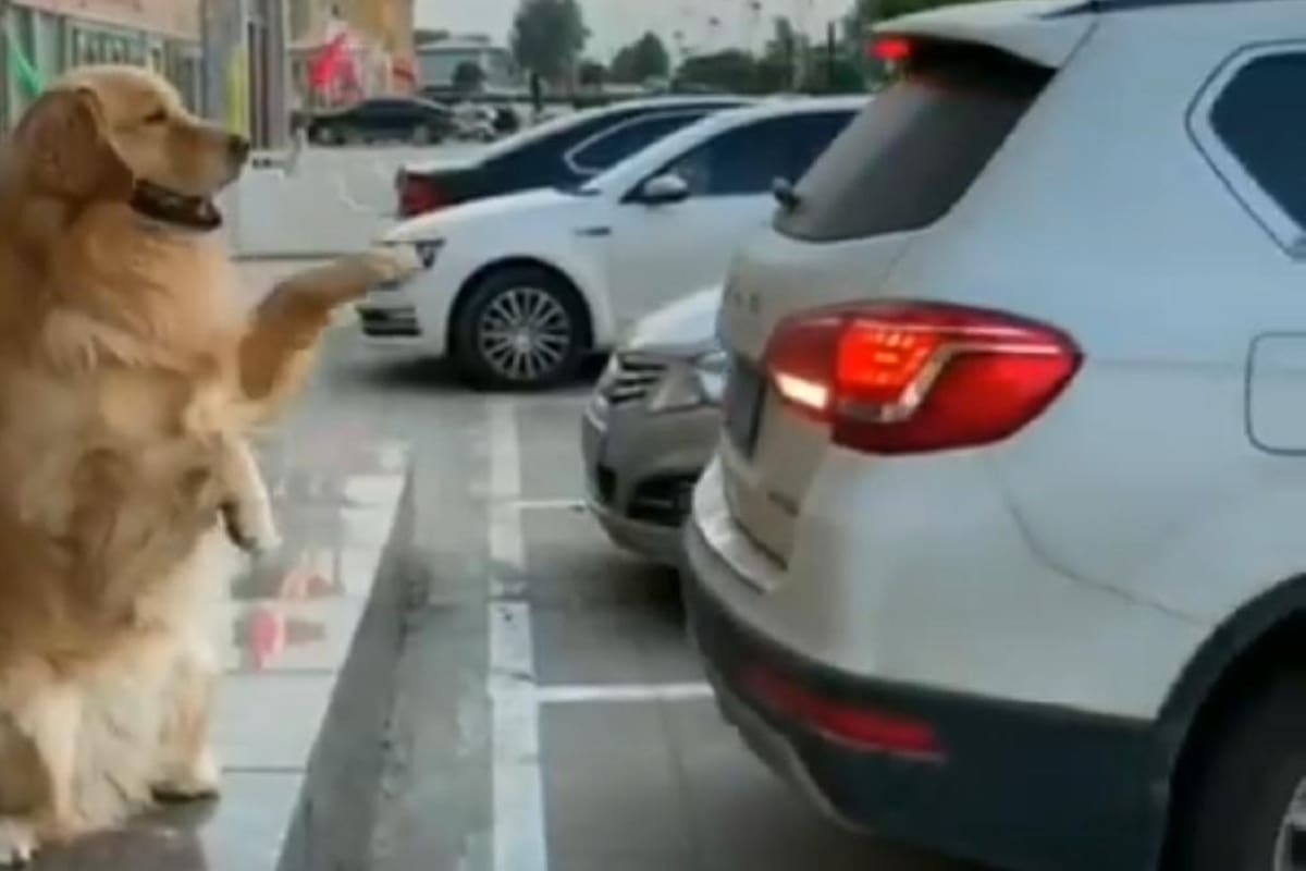 VIDEO VIRAL: Perrito sorprende en redes sociales al trabajar como 'viene viene'