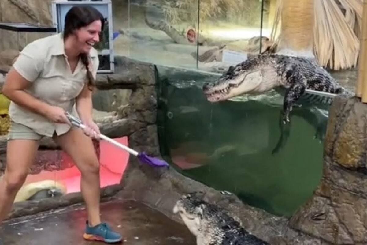 Cuidadora del zoológico alimenta a hambrientos cocodrilos y se salen de su estanque