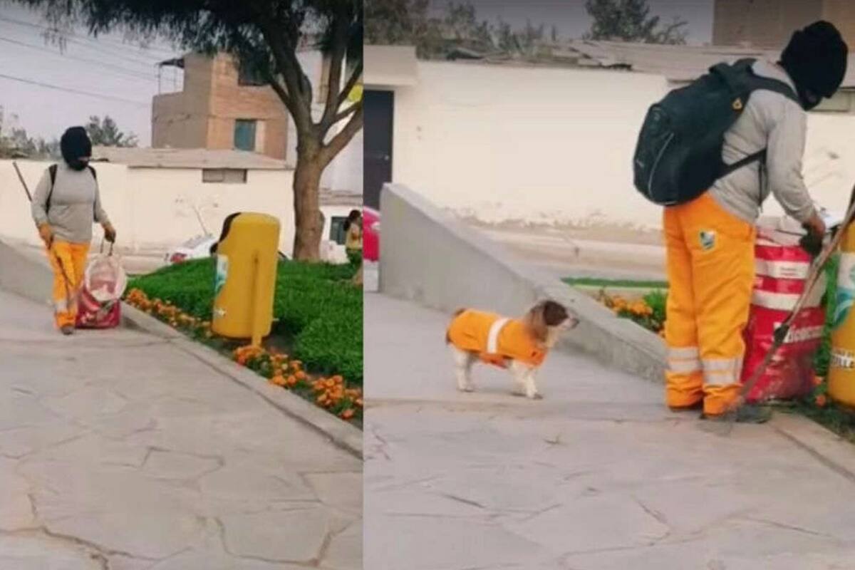 Perrito recolector trabaja para poder pagar sus croquetas