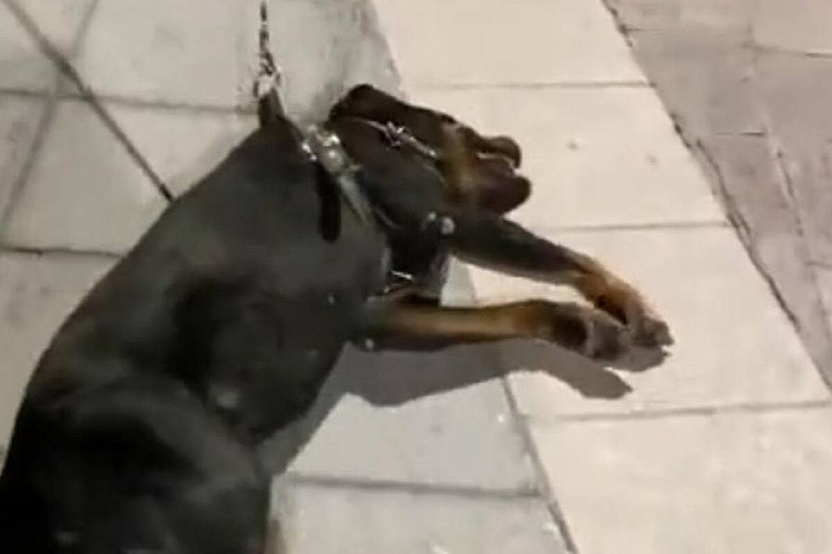 Joven graba a su perrito haciendo berrinche para seguir jugando en el parque