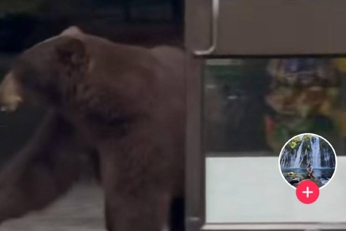 VIDEO VIRAL: Enorme Oso sorprende a empleada de 7-Eleven