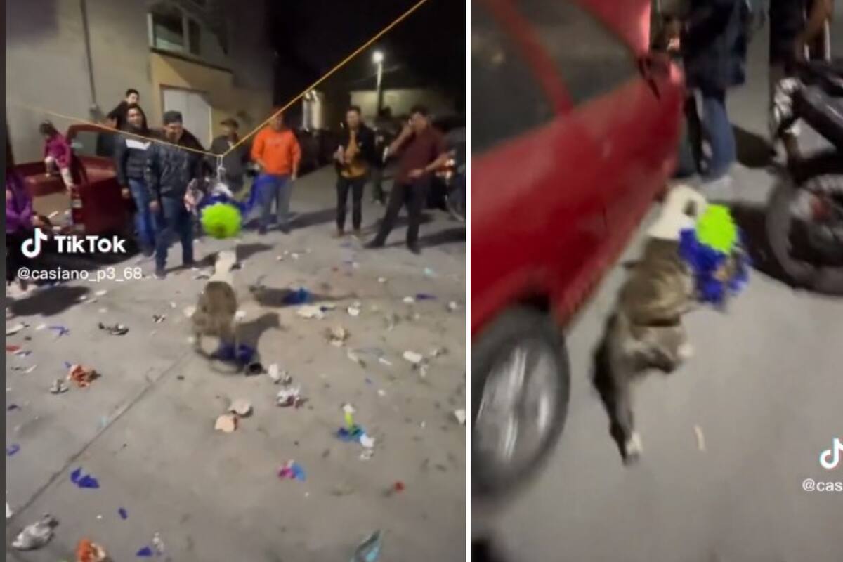 VIDEO: Perrito se roba la piñata de la posada navideña y se hace viral