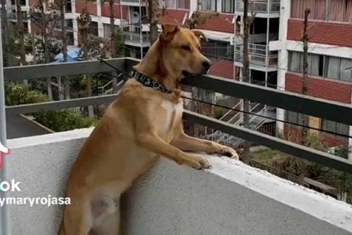 Joven expone a su perrito por “chismoso” y se vuelve viral en TikToK