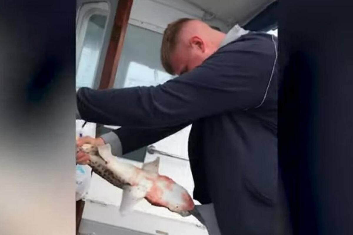 VIDEO VIRAL: Hombre pesca a pequeño tiburón y este se venga mordiéndolo