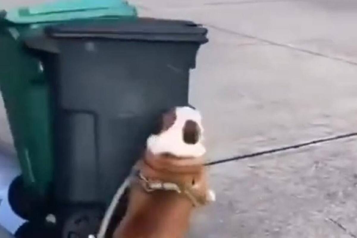 Perrito se vuelve viral en TikTok por su “odio” a los botes de basura