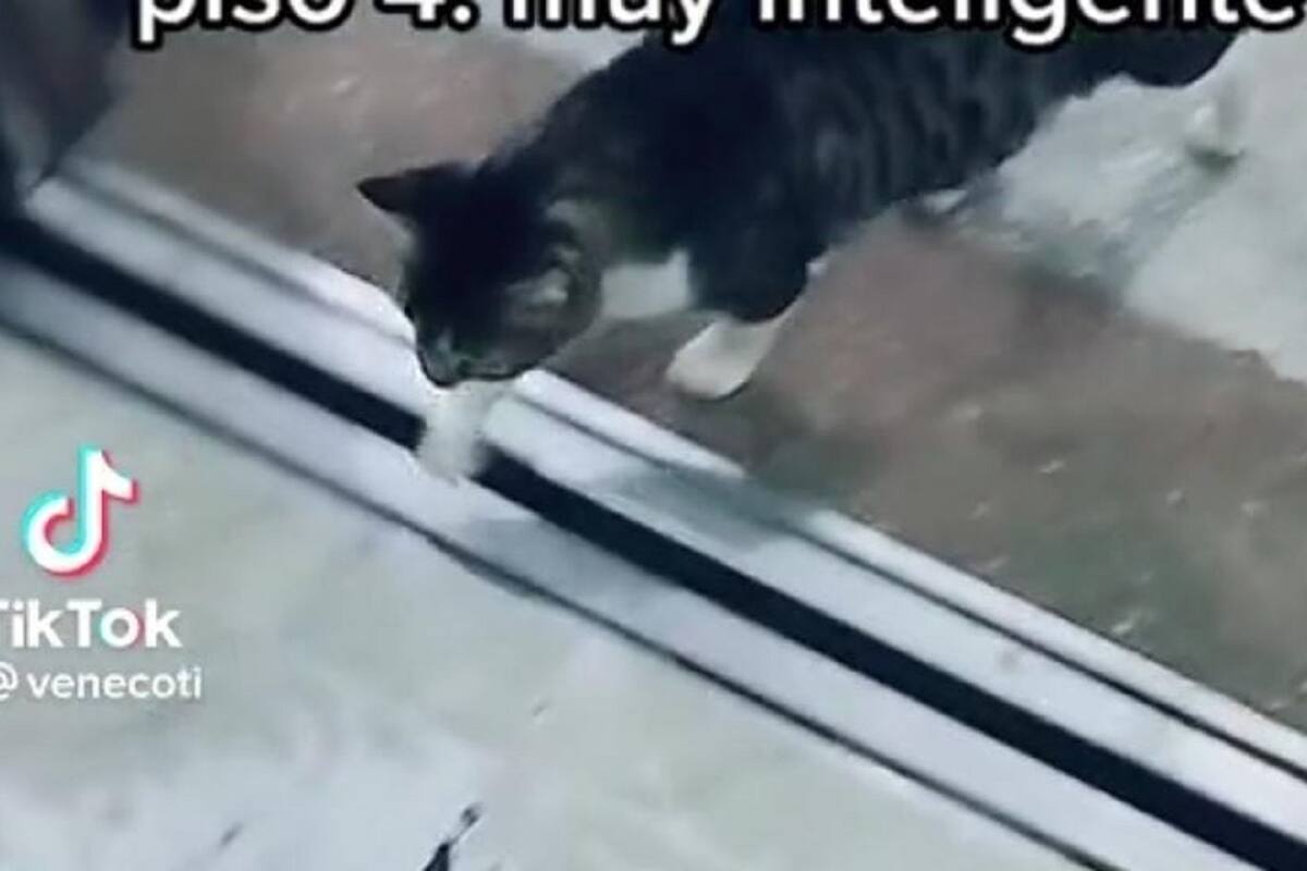 TikTok: Gatito se vuelve viral por saber usar el elevador