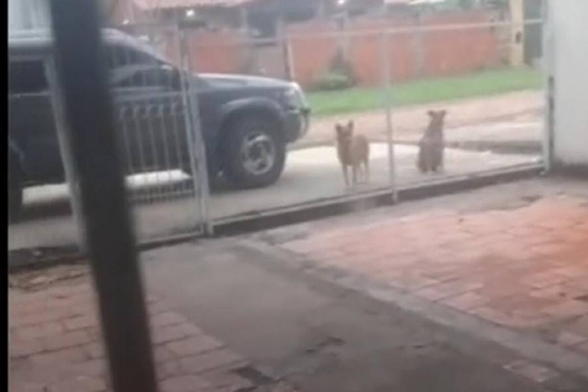TikTok: Perrito “le pide permiso” a su dueña para salir a jugar con sus amigos