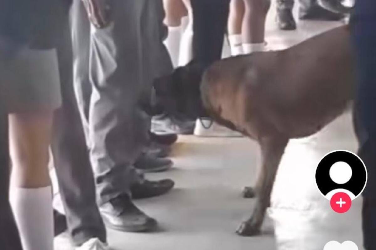 TikTok: Perro policía descubre paquete sospechoso en estudiante