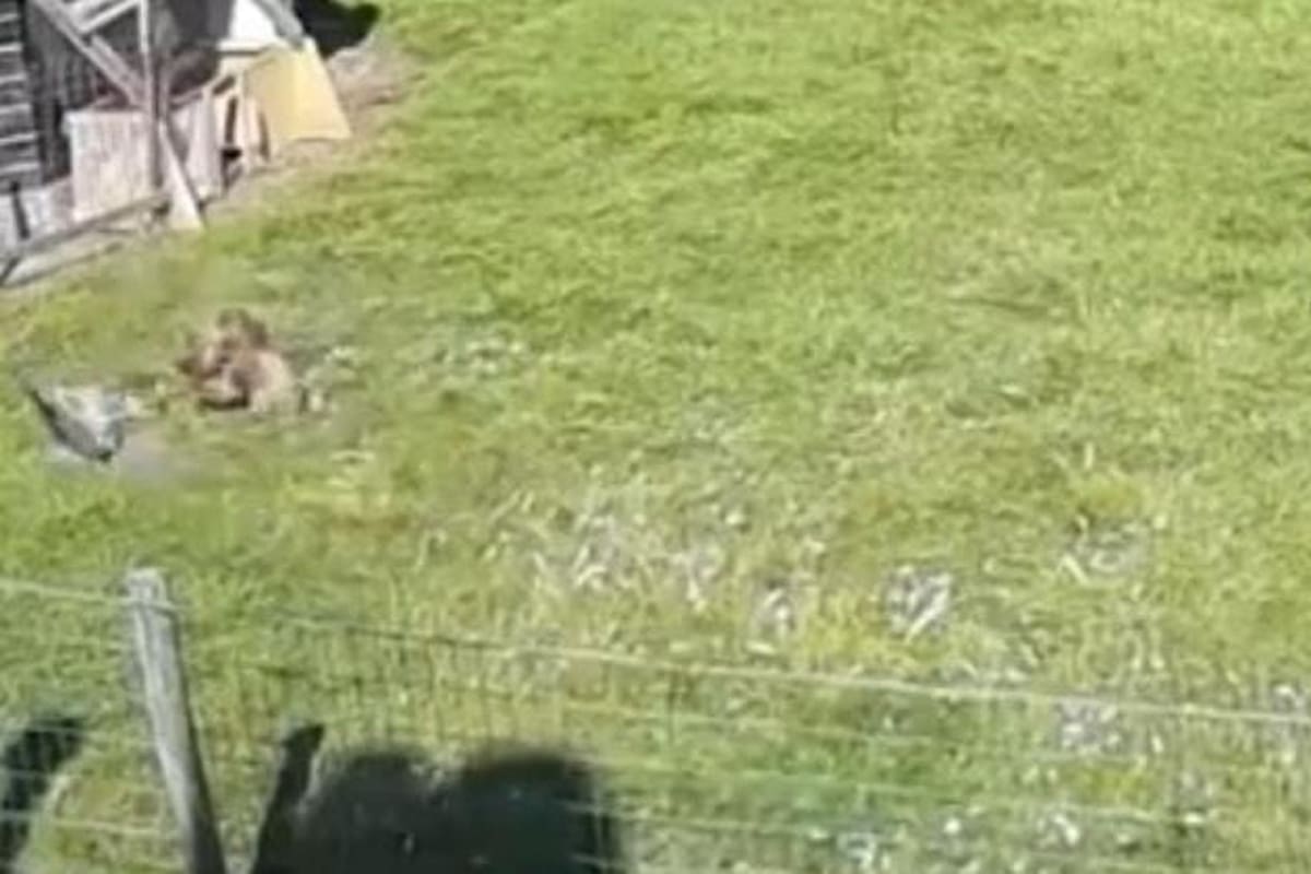 Halcón ataca a gallina en una granja y el resto de los animales la defienden