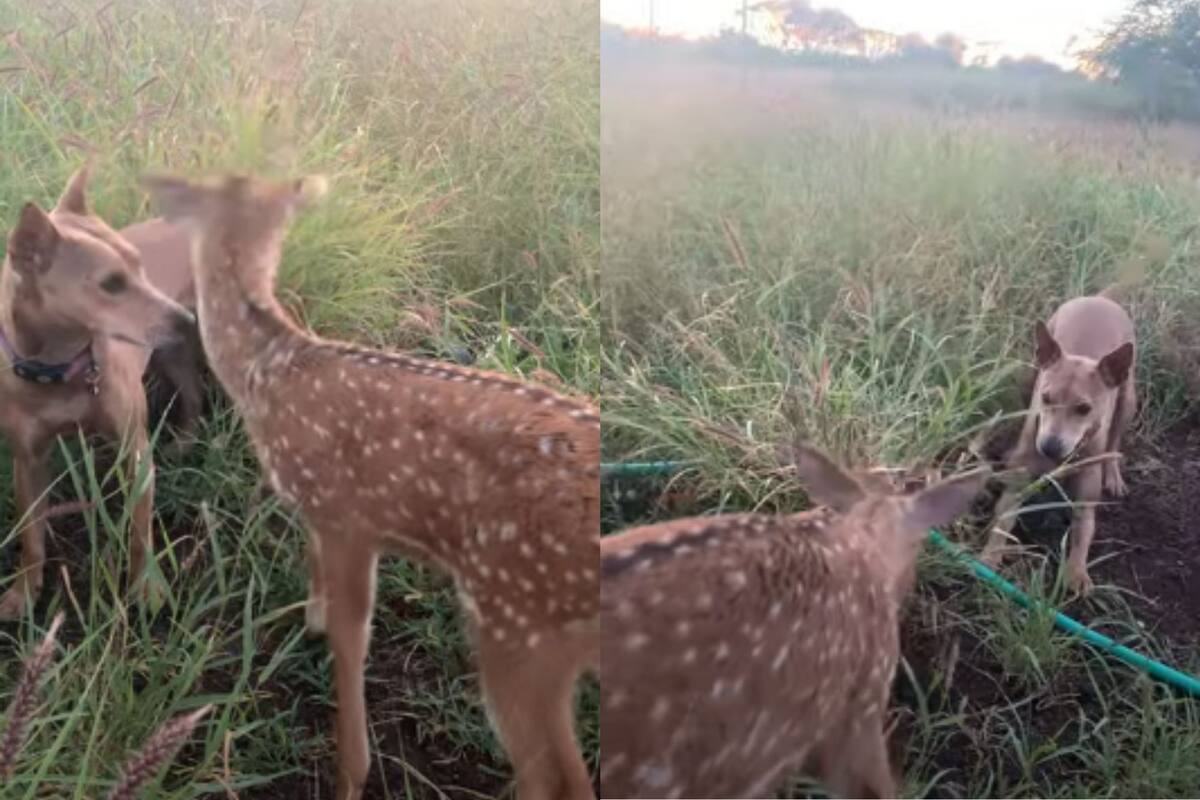 VIDEO: Ciervo bebé se viraliza al encontrarse con un cachorrito