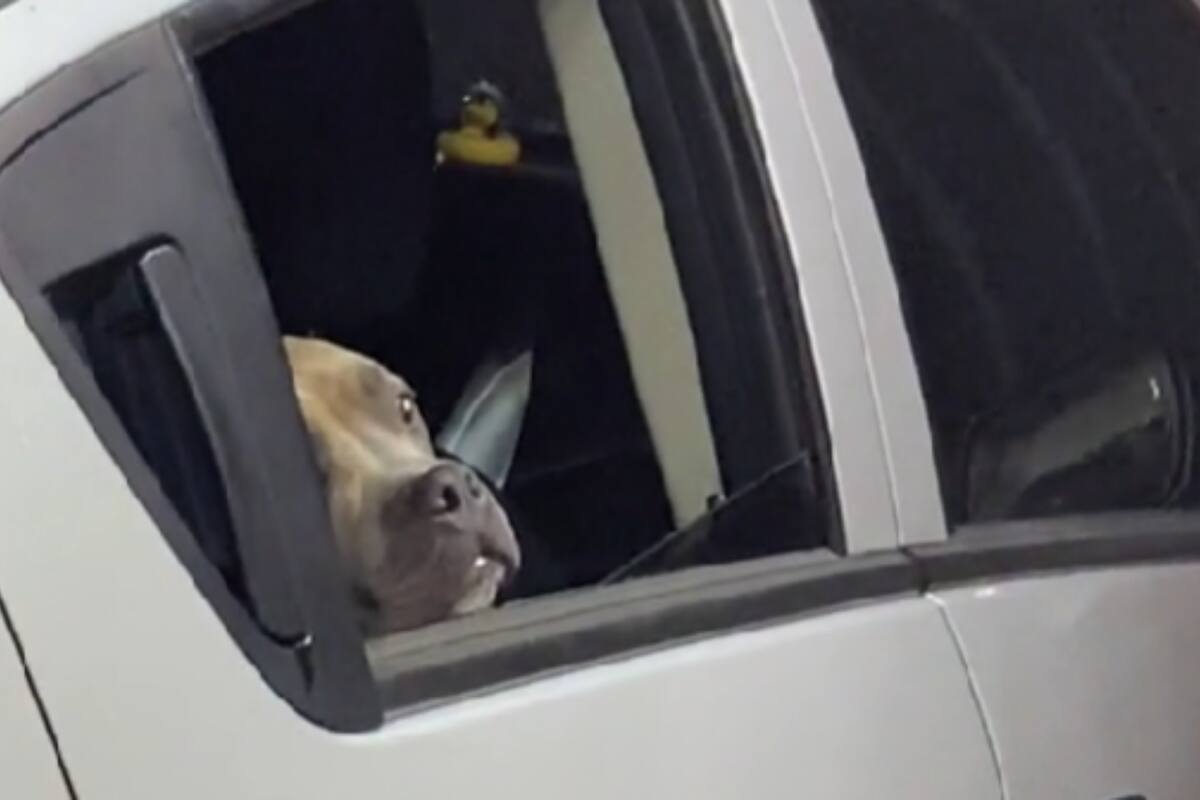 VIRAL: Captan a perrito perdidamente enamorado de un trompo al pastor