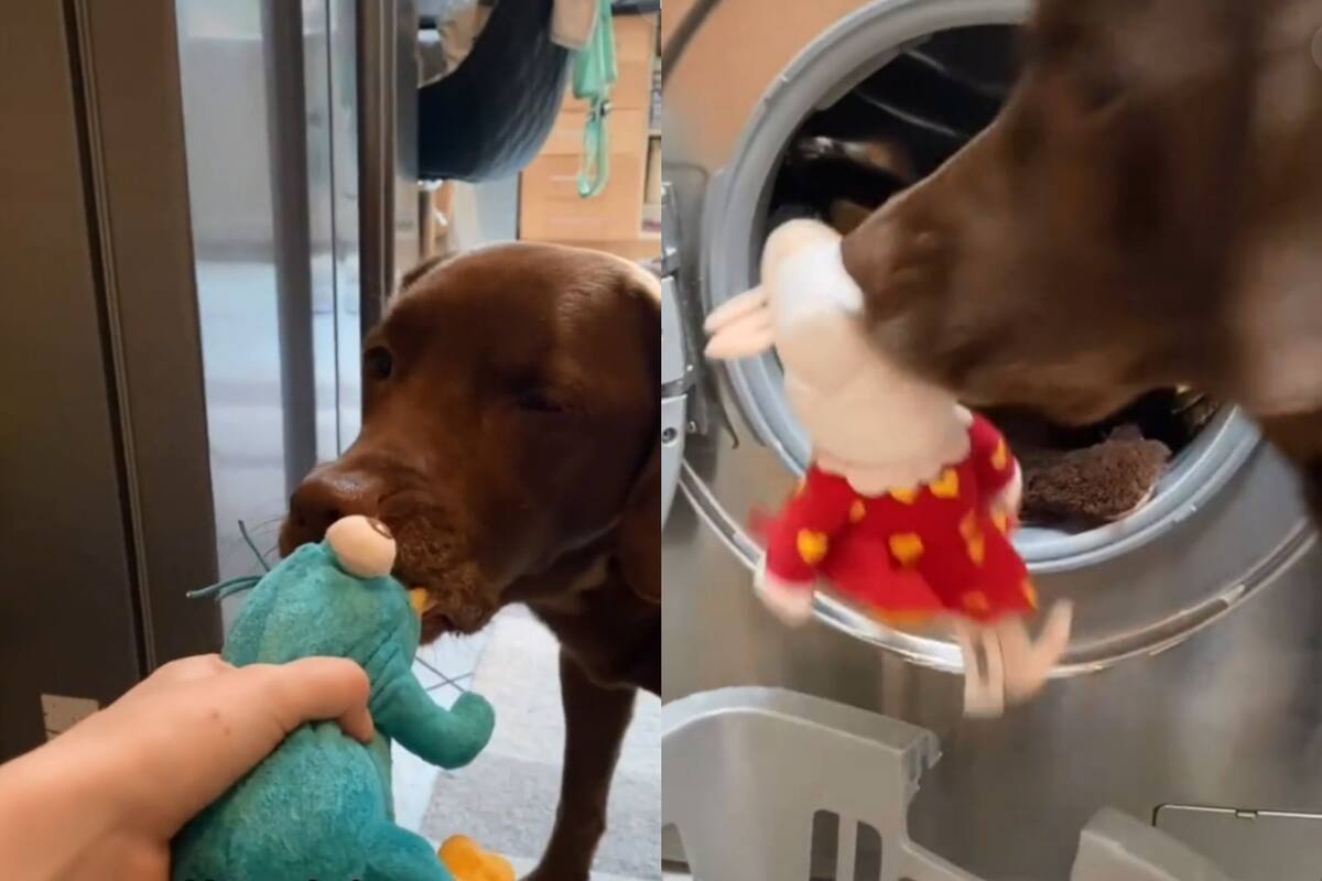 Perrito intenta evitar que sus juguetes vayan a lavarse