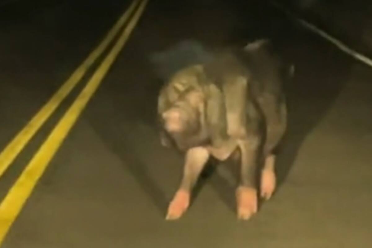 VIDEO VIRAL: Raro animal aparece en carretera y causa pánico, ¿es el "chupacabras"?