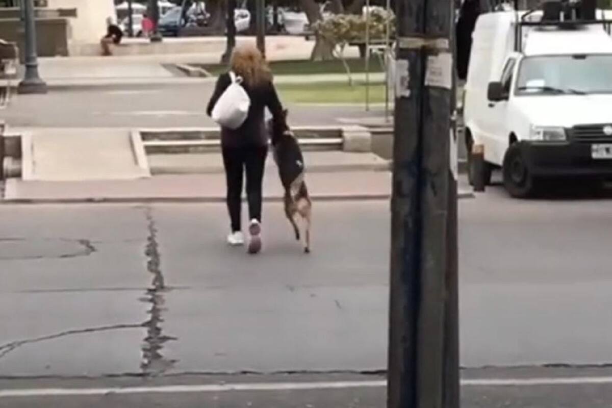 Perrito causan sensación en TikTok al cruzar la calle en dos patas de la mano de su dueña
