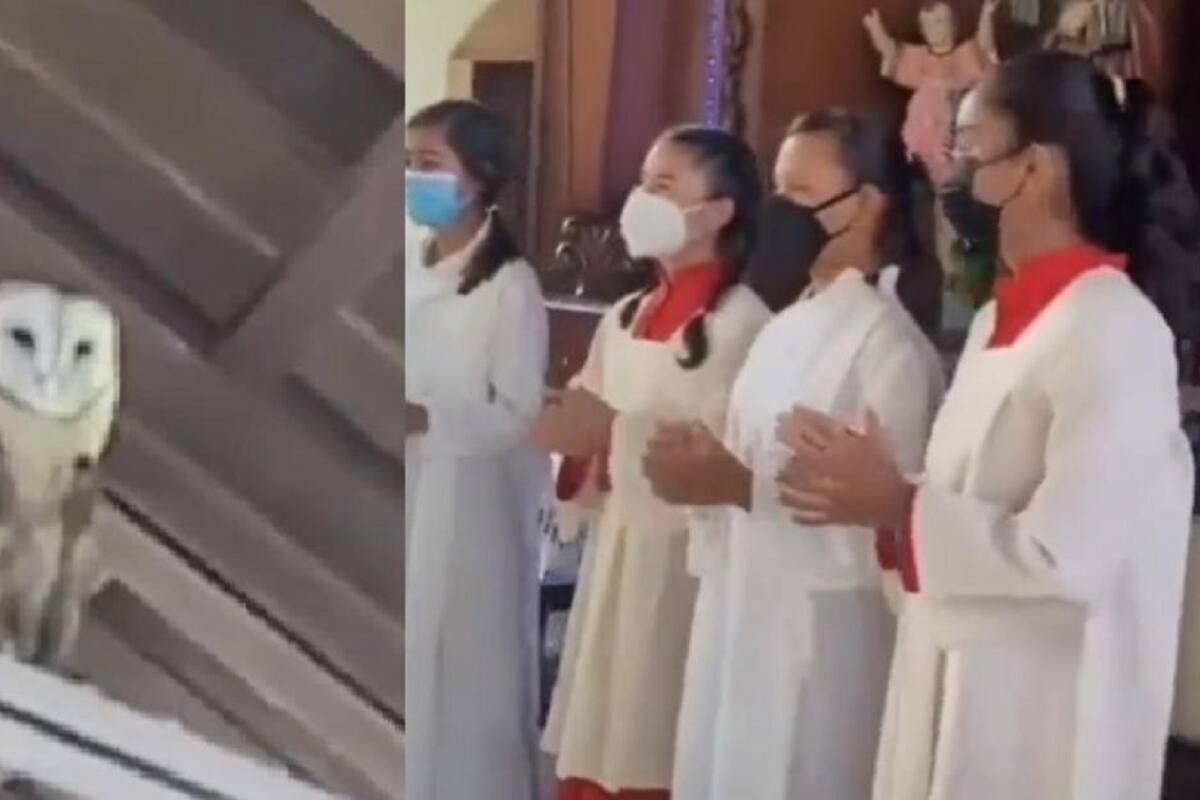 VIDEO VIRAL: Católicos le canta a lechuza para asustarla y se pone a bailar