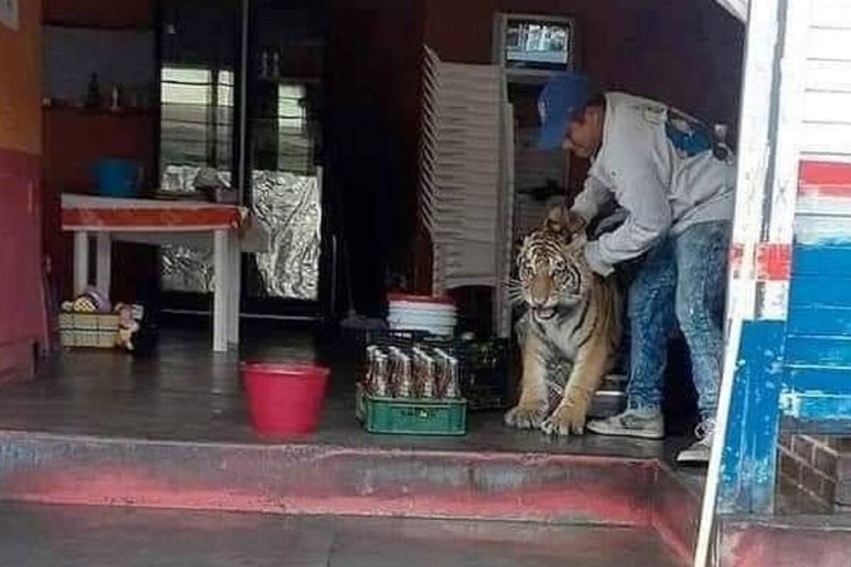 Tigre irrumpe en un puesto de tacos en Hidalgo y sorprende a los habitantes