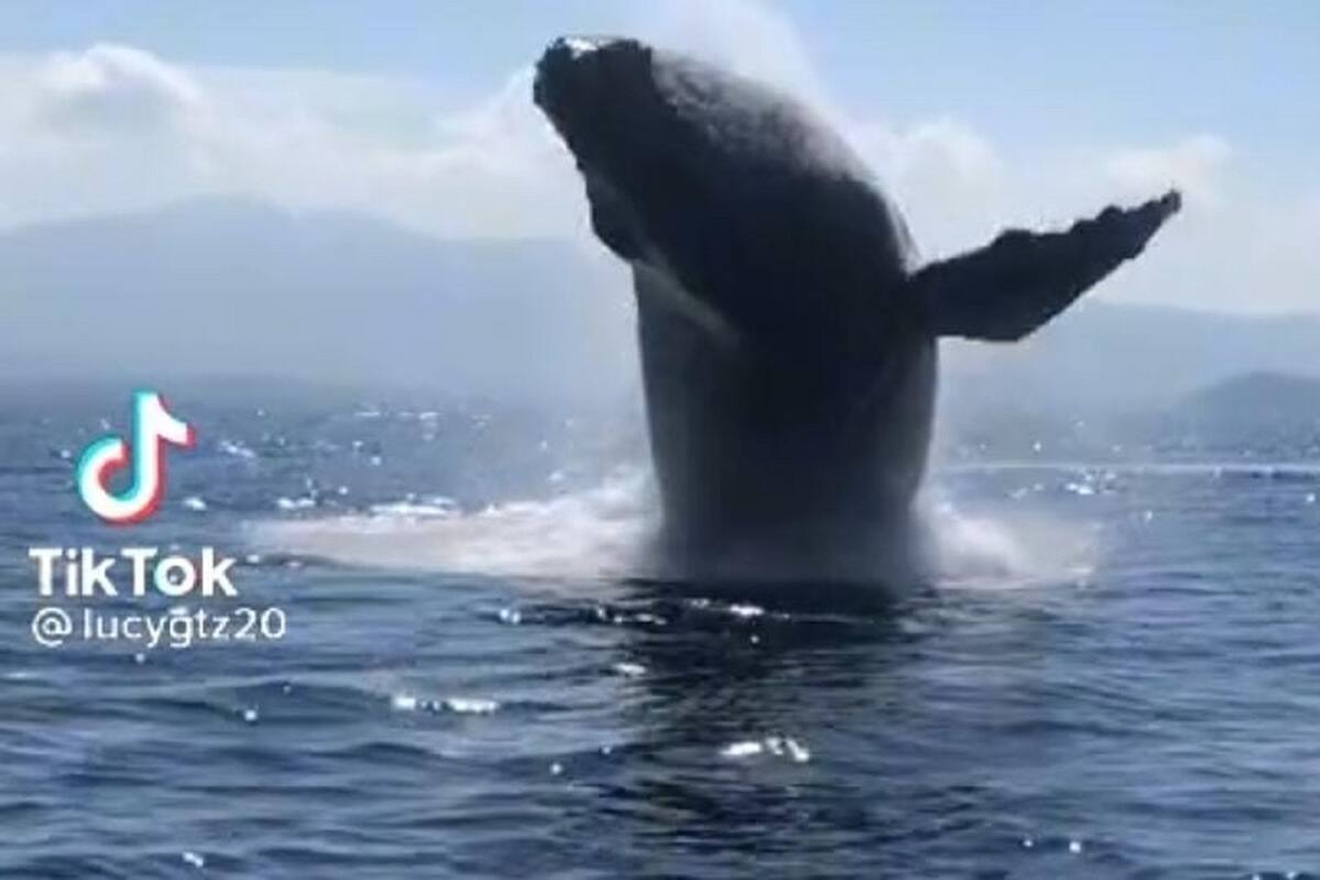 VIDEO VIRAL: Ballena moja a personas que se encontraban en un bote
