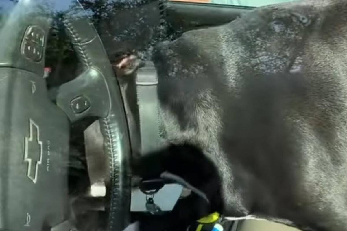 Hombre deja olvidadas sus llaves adentro del carro y su perrito se las pasa