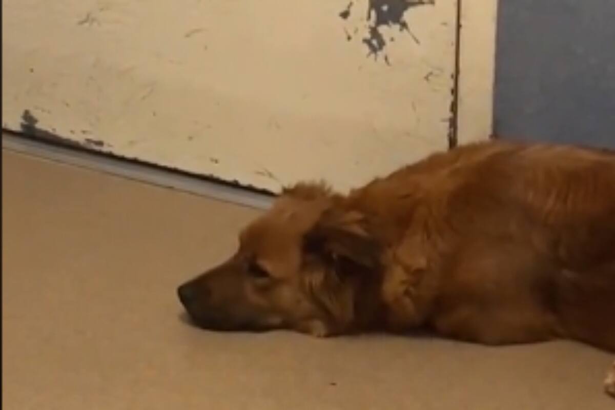 TikTok: Perrita adoptada es devuelta a refugio y su reacción rompe corazones de internautas