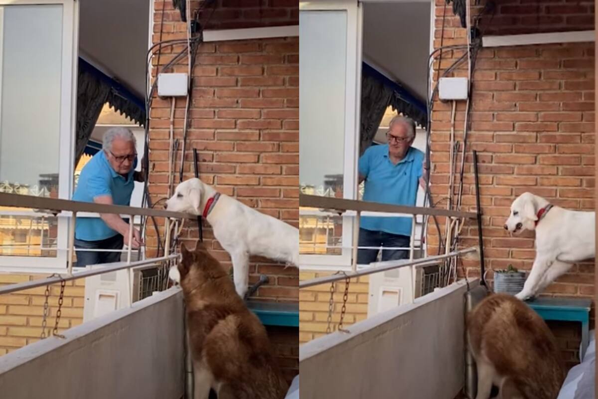 Abuelito consiente a los perritos de sus vecinos
