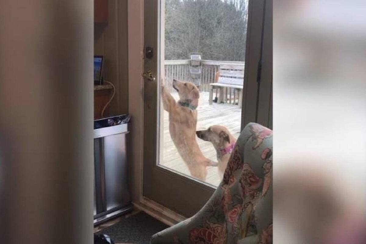 Perrito sorprende a internautas al lograr abrir la puerta de su casa con su patita