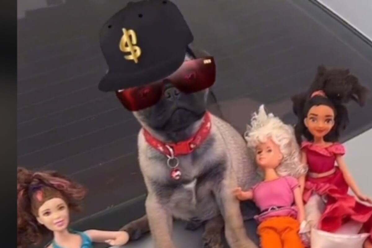 TikTok: Crean video del tema “AMG” de Peso Pluma con perrito como protagonista