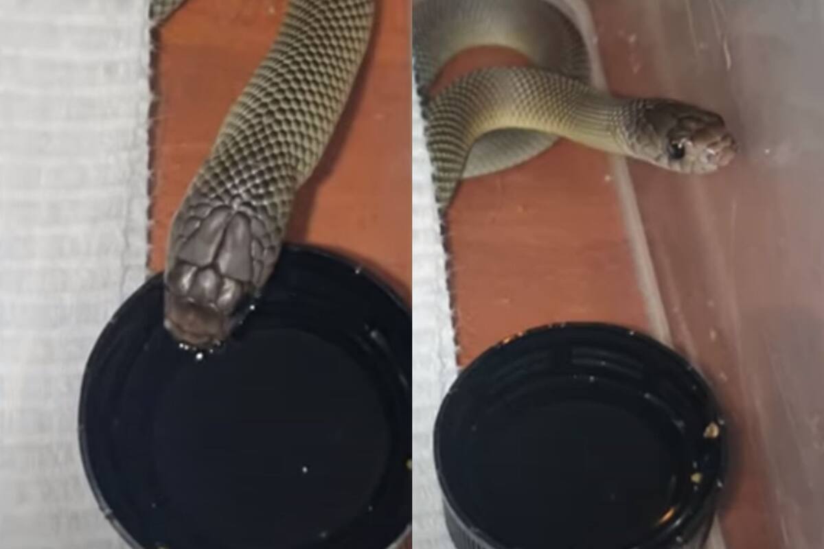 ¡Impresionante! Captan a serpiente tomando agua