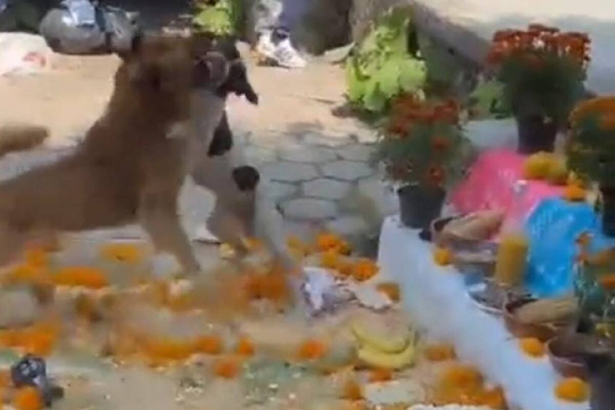 VIDEO VIRAL: Perritos arruinan altar de muertos con su pelea