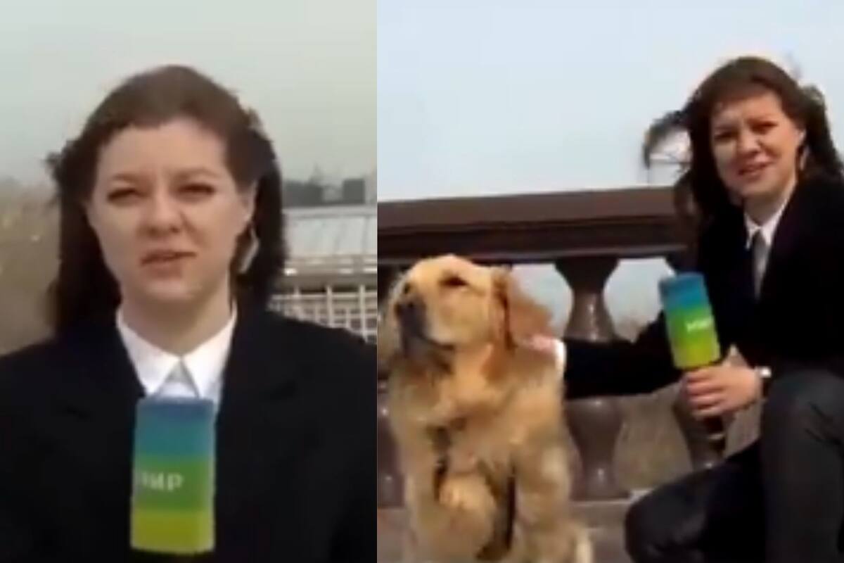 Perrito roba micrófono a reportera en plena transmisión